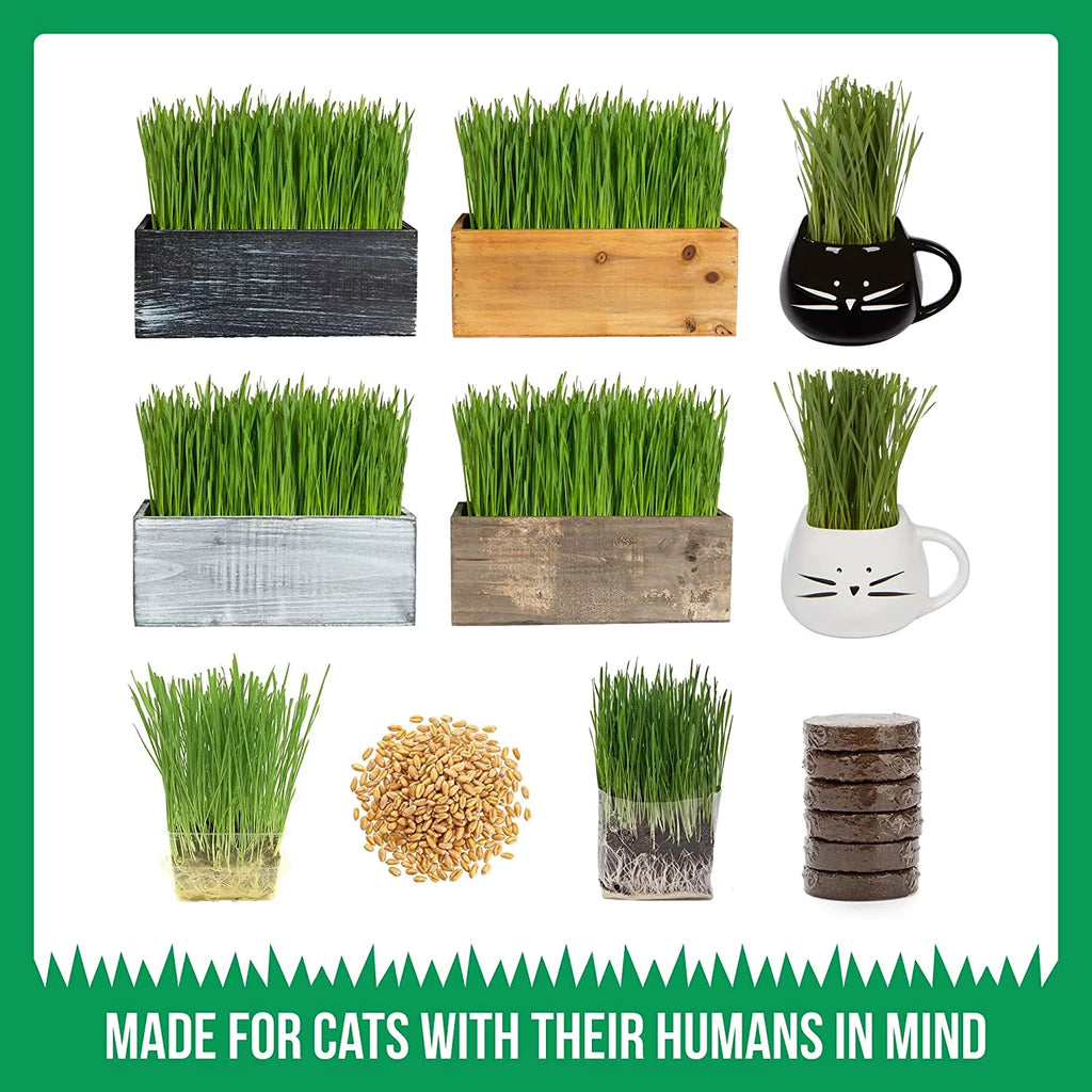 Organic Cat Grass Kit with Seed Mix and Soil P394905