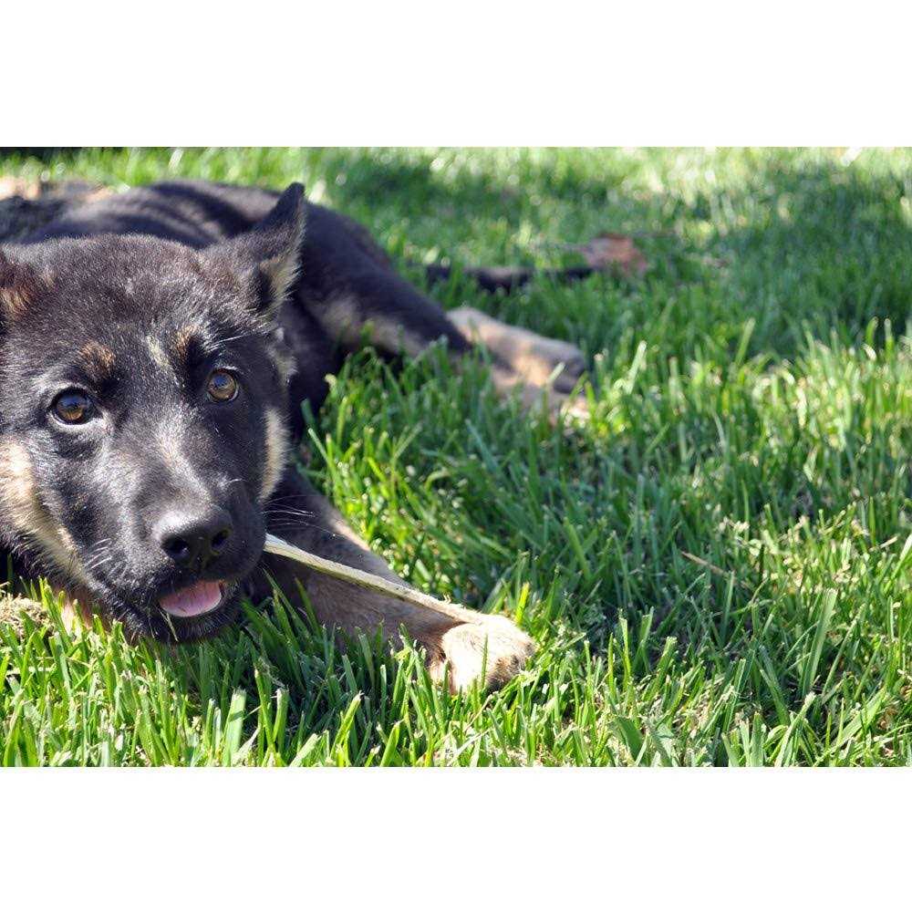 Oral Hygiene Dental Dog Treats E500648