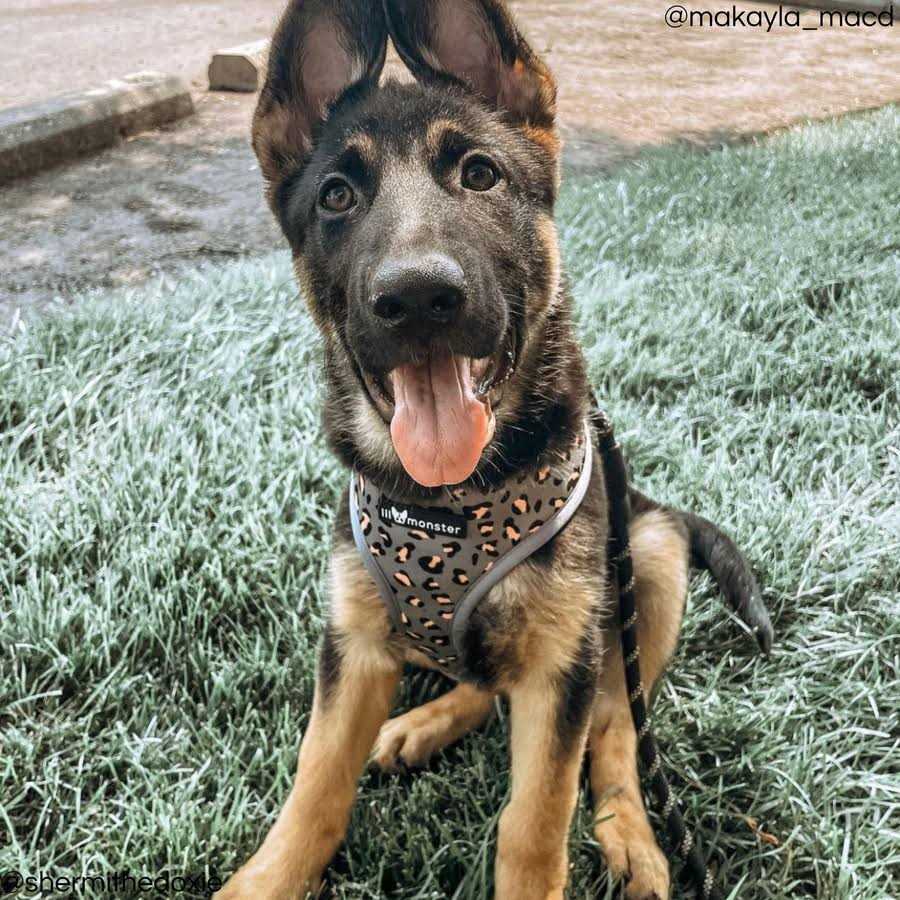 Reversible Dog Harness V93629