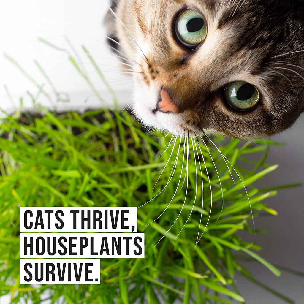 Organic Cat Grass Kit with Seed Mix and Soil P394905