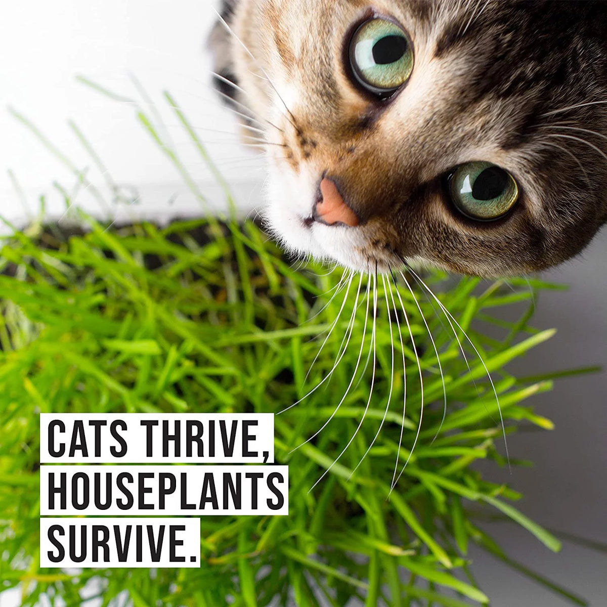 Organic Cat Grass Kit with Seed Mix and Soil P394905