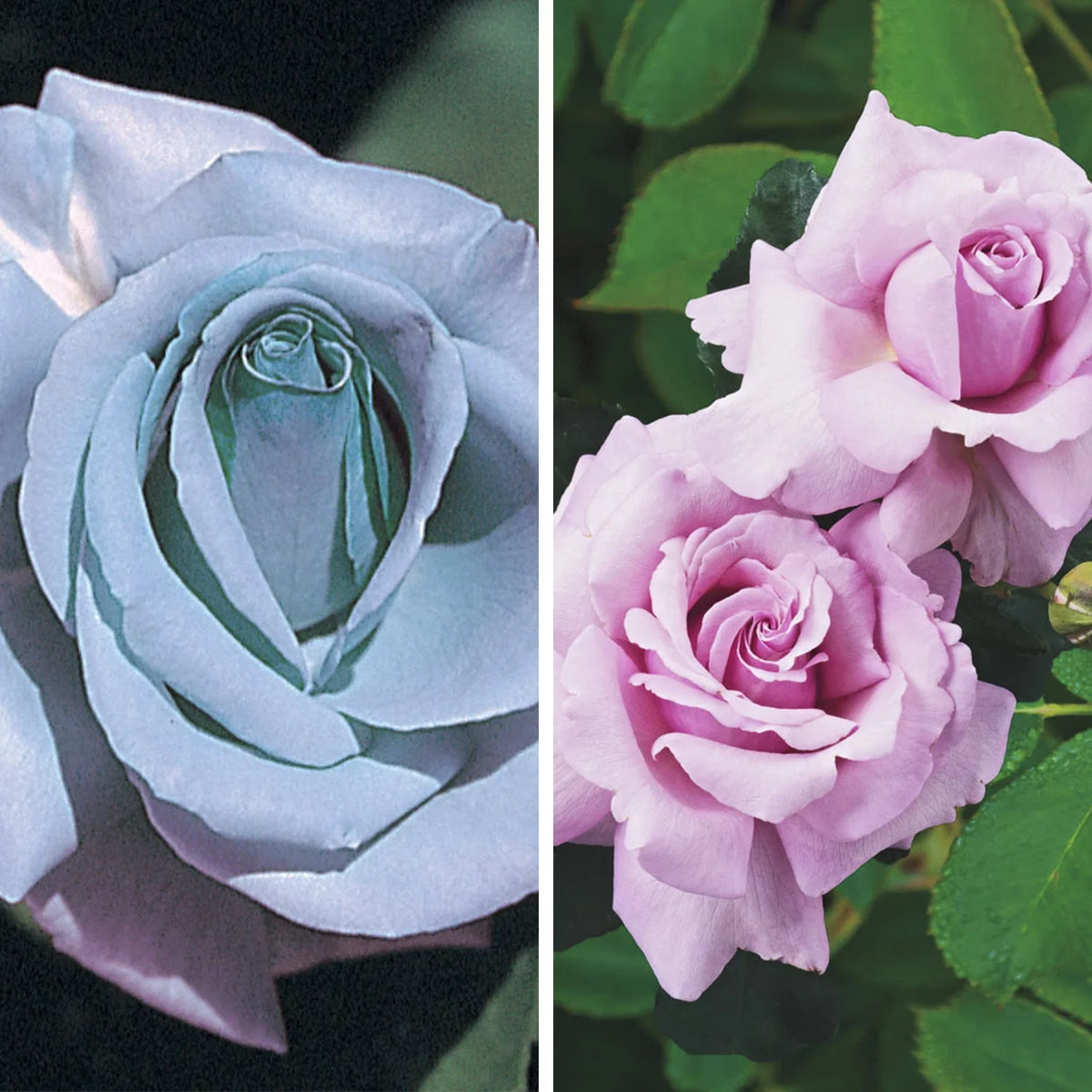 Blue Hybrid Tea Rose Bare Root D70918