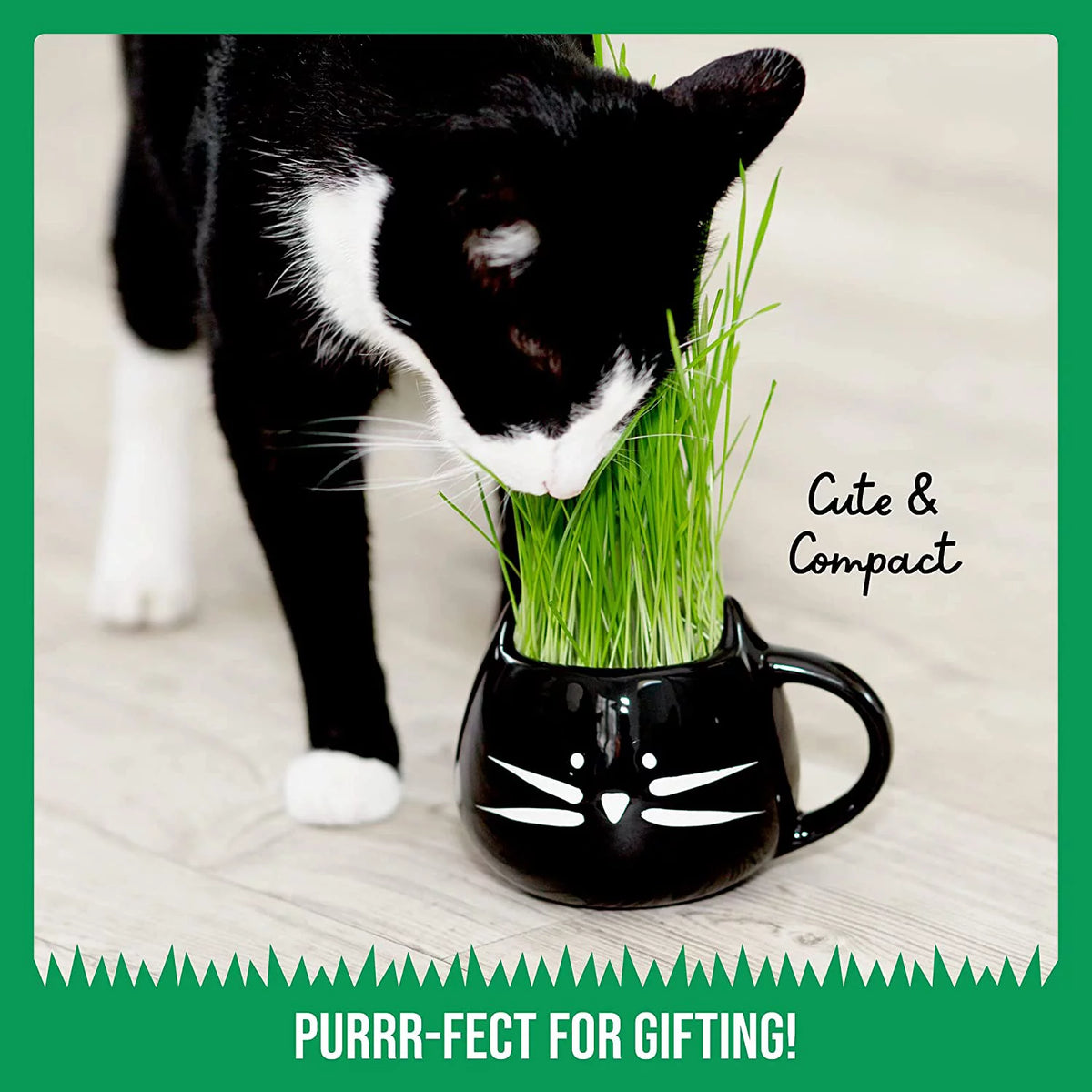Organic Cat Grass Kit with Seed Mix and Soil P394905
