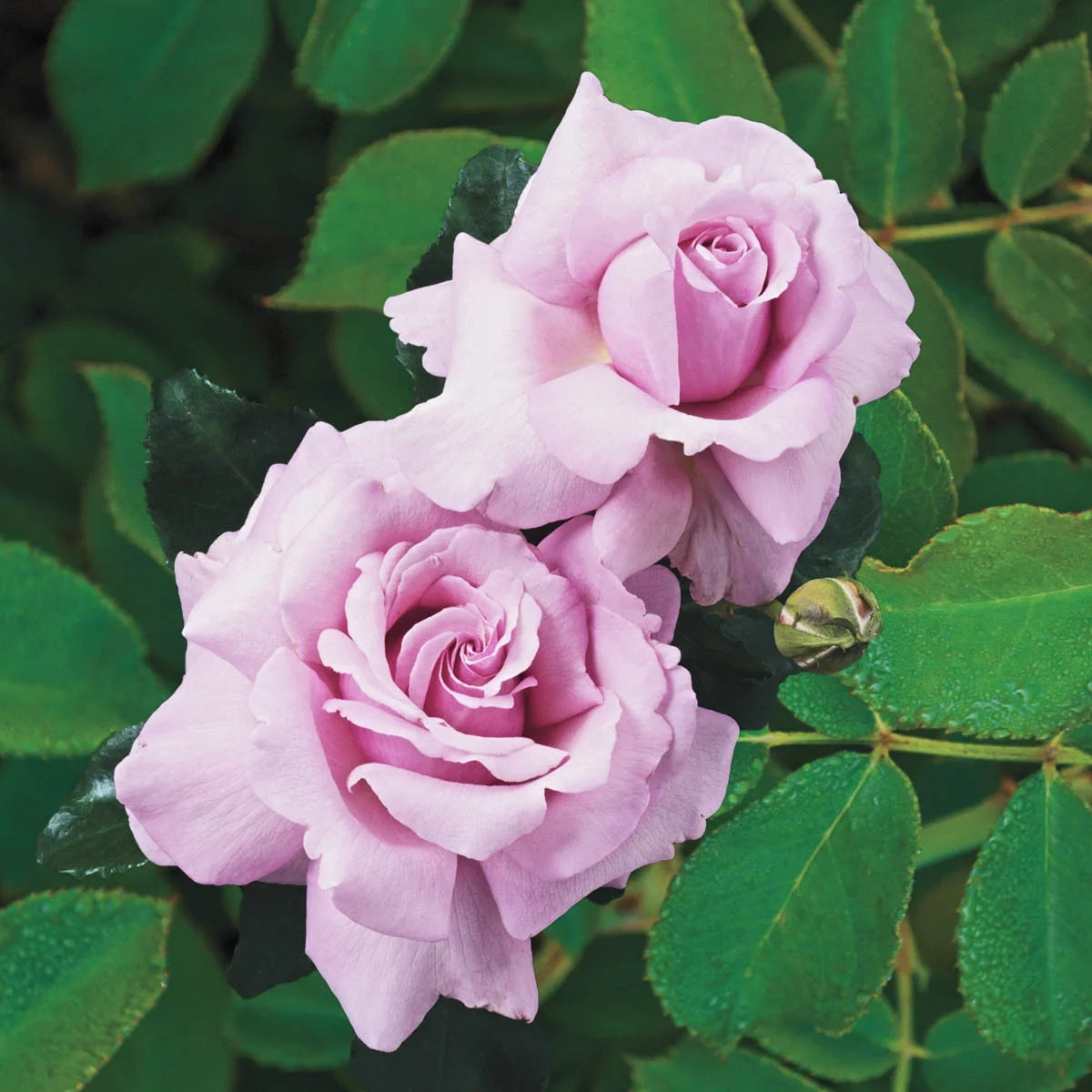 Blue Hybrid Tea Rose Bare Root D70918