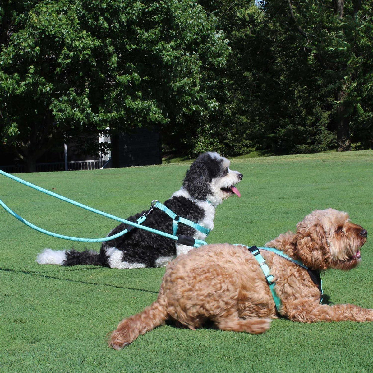 Reflective Rope Dog Leash R45003