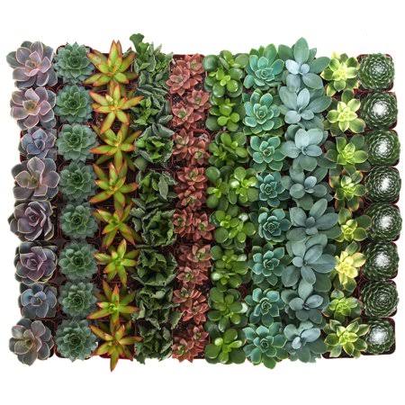 Collection of 40 Succulent G7077