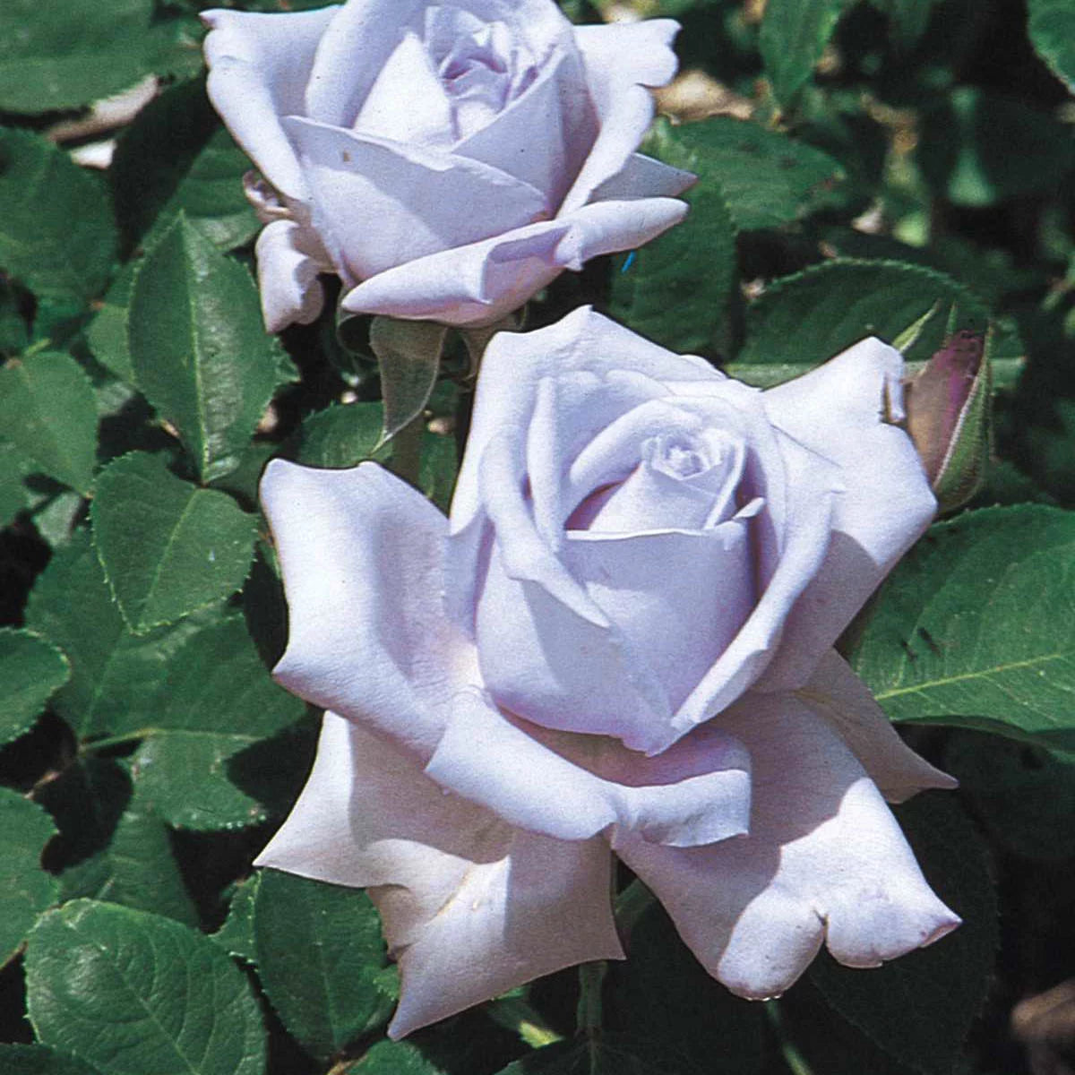 Blue Hybrid Tea Rose Bare Root D70918
