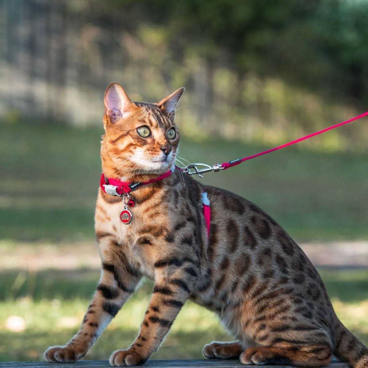Enamel Pet ID Tag I237