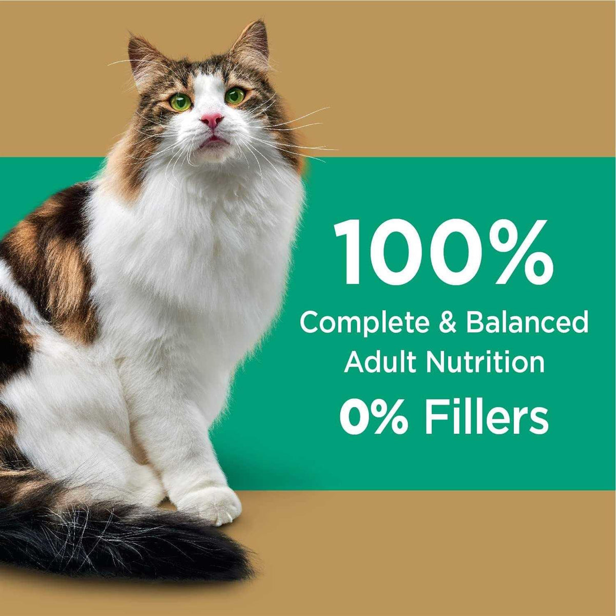 Salmon Adult Dry Cat Food A8231