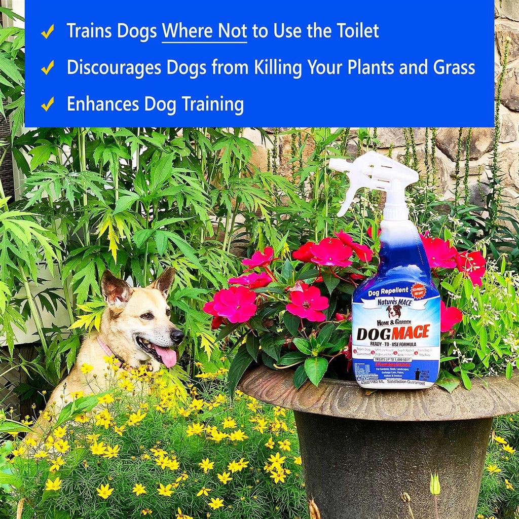 Dog Repellent and Training Tool Y54821